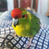 Found a happy home - Keiko Pet Shop - Xplorio™ Kleinmond