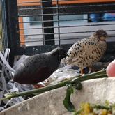 Birds - Keiko Pet Shop - Xplorio™ Kleinmond