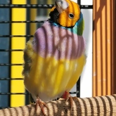 Finch - Keiko Pet Shop - Xplorio™ Kleinmond