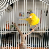 Canary - Keiko Pet Shop - Xplorio™ Kleinmond