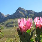 Hangklip - Kleinmond Tourism - Xplorio™ Kleinmond