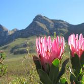 Hangklip - Kleinmond Tourism - Xplorio™ Kleinmond