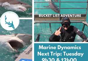 Next Marine Dynamics Shark Cage Diving Trip: 18 October 2022