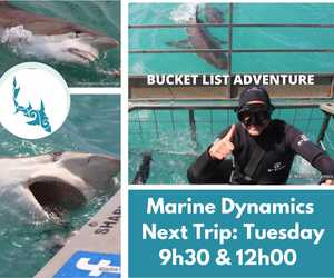 Next Marine Dynamics Shark Cage Diving Trip: 18 October 2022