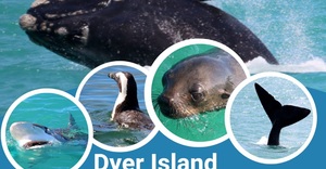 Next Dyer Island Marine Big 5 Tour: 18 October 2022