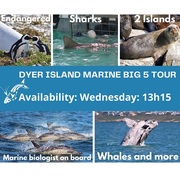 Next Dyer Island Marine Big 5 Tour: 19 October 2022