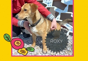 Up for Adoption: Roxy