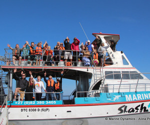 Daily Blog: 17 October 2022 | Shark Cage Diving in South Africa