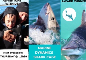 Next Marine Dynamics Shark Cage Diving Trip: 20 October 2022