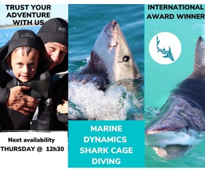Next Marine Dynamics Shark Cage Diving Trip: 20 October 2022