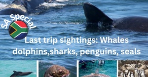 Next Dyer Island Marine Big 5 Tour: 21 October 2022