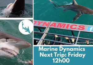 Next Marine Dynamics Shark Cage Diving Trip: 21 October 2022