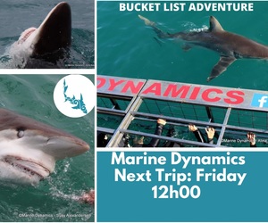 Next Marine Dynamics Shark Cage Diving Trip: 21 October 2022