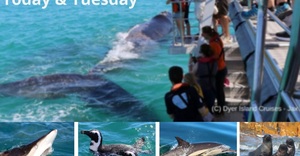 Next Dyer Island Marine Big 5 Tour: 24 + 25 October 2022