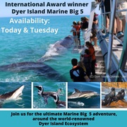 Next Dyer Island Marine Big 5 Tour: 24 + 25 October 2022