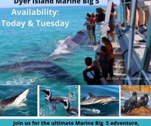 Next Dyer Island Marine Big 5 Tour: 24 + 25 October 2022