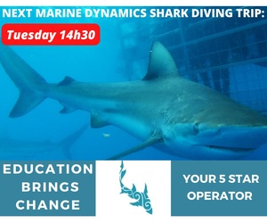 Next Marine Dynamics Shark Cage Diving Trip: 25 October 2022
