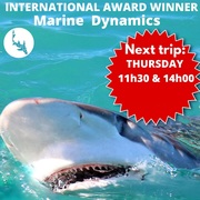 Next Marine Dynamics Shark Cage Diving Trip: 27 October 2022