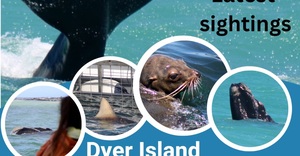 Next Dyer Island Marine Big 5 Tour: 27 October 2022