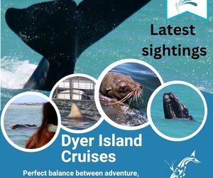 Next Dyer Island Marine Big 5 Tour: 27 October 2022