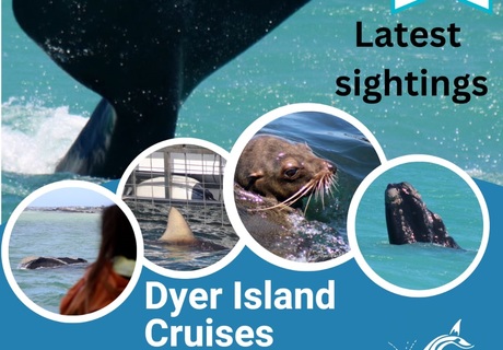 Next Dyer Island Marine Big 5 Tour: 27 October 2022