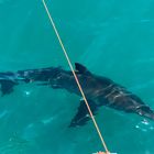 Shark Cage Diving - White Shark Projects - Xplorio™ Gansbaai Shark Cage Diving - White Shark Projects - Xplorio™ Gansbaai