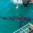 Shark Cage Diving - White Shark Projects - Xplorio™ Gansbaai Shark Cage Diving - White Shark Projects - Xplorio™ Gansbaai