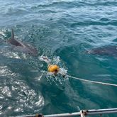Shark Cage Diving - White Shark Projects - Xplorio™ Gansbaai