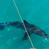 Sharks - White Shark Projects - Xplorio™ Gansbaai