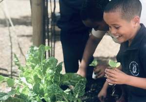 Planting New Veggies