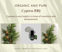 Organic and Pure Cypress Essential Oil