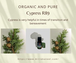 Organic and Pure Cypress Essential Oil