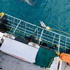 Shark Cage Diving Trip in Gansbaai - White Shark Projects - Xplorio™ Gansbaai