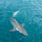 Sharks in Gansbaai - White Shark Projects - Xplorio™ Gansbaai