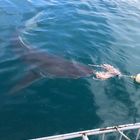 Sharks in Gansbaai - White Shark Projects - Xplorio™ Gansbaai