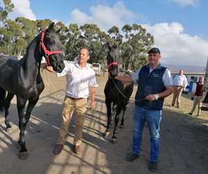SA Flaam Skou, Moreesburg