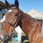 Horse Riding - Foxy House - Xplorio™ Gansbaai