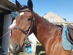 Explore Baardskeerdersbos by Horseback