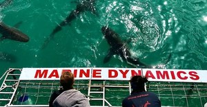 Next Marine Dynamics Shark Cage Diving Trip: 18 November 2022
