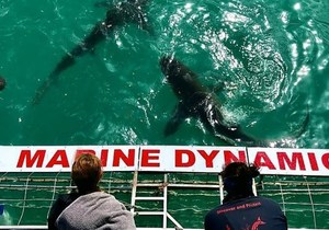 Next Marine Dynamics Shark Cage Diving Trip: 18 November 2022
