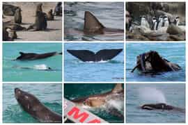 Next Dyer Island Marine Big 5 Tour: 18 November 2022
