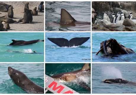 Next Dyer Island Marine Big 5 Tour: 18 November 2022