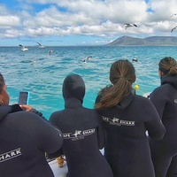 Cape Shark Adventures - Xplorio™ Gansbaai 