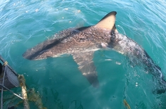 cape_shark_adventures_gansbaai_7_1668765229