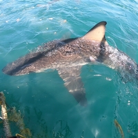 Cape Shark Adventures - Xplorio™ Gansbaai 