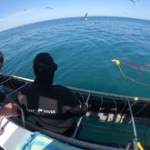 Cape Shark Adventures - Xplorio™ Gansbaai 