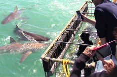 cape_shark_adventures_gansbaai_2_1668765290
