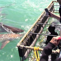 Cape Shark Adventures - Xplorio™ Gansbaai 