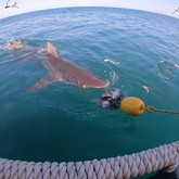 Cape Shark Adventures - Xplorio™ Gansbaai 