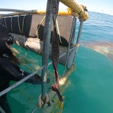 Cape Shark Adventures - Xplorio™ Gansbaai 